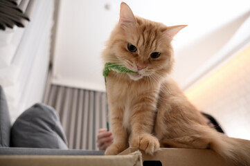 猫じゃらしで遊ぶ猫