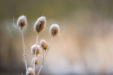Wild Teasel during Winter