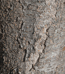 Embossed texture of the cherry tree 