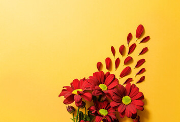 red chrysanthemums close-up on a yellow background with copy space.