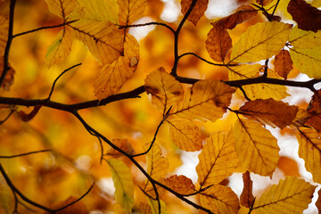 Herbstlaub