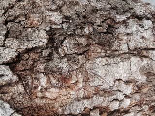 Old tree bark with beautiful patterns for graphic design
