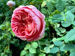 Pink Cabbage Rose (Rosa centifolia) in a Garden: Selective focused 