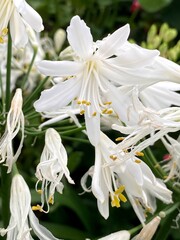 Selected focused view of White Madonna Lily (Lilium candidum) blossom with  blur background in a garden