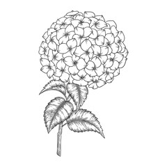 Hand drawn hydrangea flowers and leaves drawing illustration  isolated on white background.