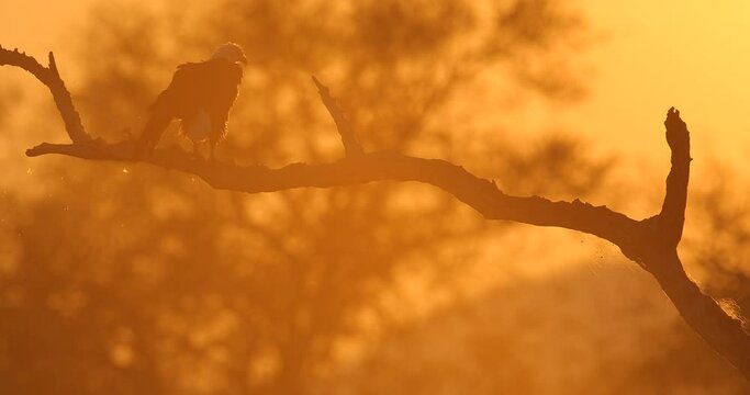 Eagle sunset, orange sun during morning, bird in Africa. African Fish-eagle, Haliaeetus vocifer, brown bird with white head. Eagle sitting on the top of the tree, wildlife in Mana Pools NP, Zimbabwe.