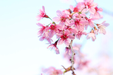 Sukura flowers blooming with blue sky in the winter season at Chiang Rai north ￼of Thailand. Real flowers, pink flowers in the nature.