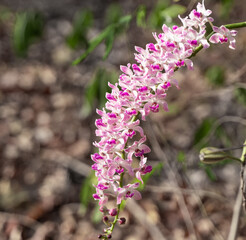 Beautiful purple wild orchid.
