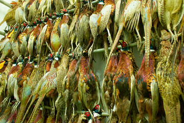 Hunting trophies hang on bunches. A lot of shots pheasants.