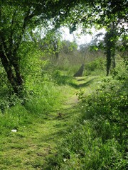 Sentier menant au menhir dit 