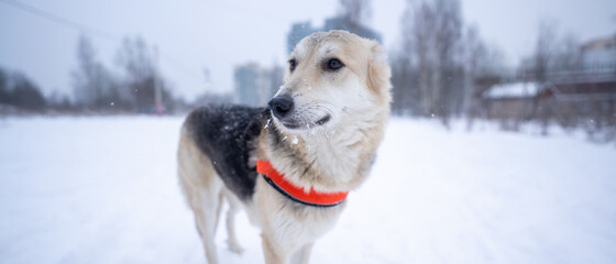 portrait of a dog on a winter walk.