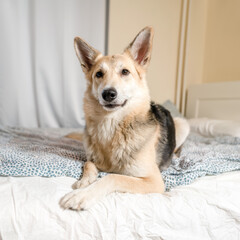 Sheepdog dog lying on the bed