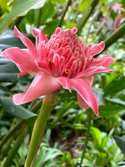 Selective focused view of a pretty pink torch ginger flower (Etlingera elatior) widely  used in decorative arrangements and are also consumed as an important ingredient across Southeast Asian cuisines