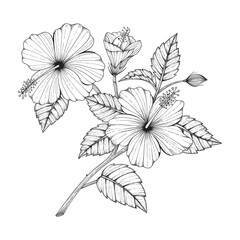 Hand drawn hibiscus flower drawing illustration  isolated on white background.