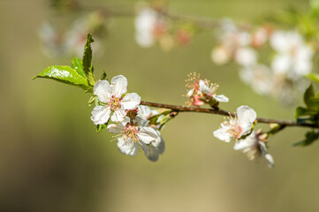 Frühlingsblüten, Knospen und Blüten von einheimischen Obstbäumen, Apfel, Kirsche, Birne. 