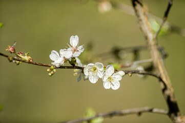 Frühlingsblüten, Knospen und Blüten von einheimischen Obstbäumen, Apfel, Kirsche, Birne. 