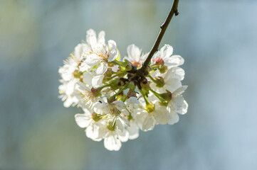 Frühlingsblüten, Knospen und Blüten von einheimischen Obstbäumen, Apfel, Kirsche, Birne. 