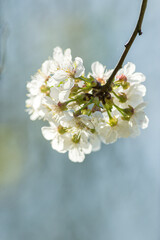 Frühlingsblüten, Knospen und Blüten von einheimischen Obstbäumen, Apfel, Kirsche, Birne. 