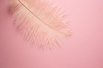 Feather on a pink background