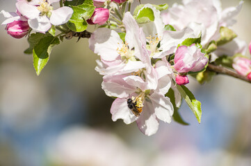 Frühlingsblüten, Knospen und Blüten von einheimischen Obstbäumen, Apfel, Kirsche, Birne. 