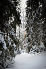 Taevaskoda and its nature in Estonian winter