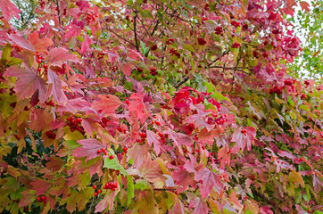 Colorful plant with red leaves in autumm