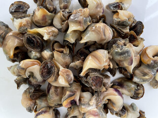 Bolinus brandaris, also called sea snail or purple dye murex, boiled ready to eat