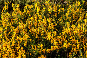 Wild Broom in Bloom Macro Photography Sardinia