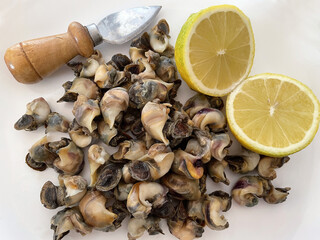 Bolinus brandaris, also called sea snail or purple dye murex, boiled ready to eat
