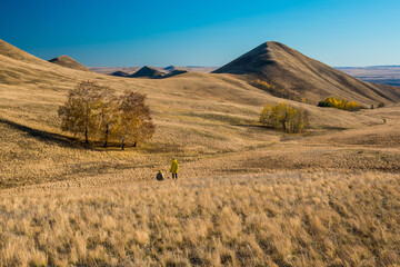 golden hills, small mountains with trees in autumn against the blue sky