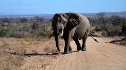 Obraz premium krugerpark