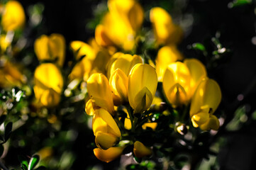 Obraz premium Wild Broom in Bloom Macro Photography Sardinia