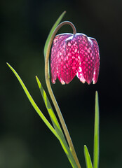 Schachbrettblume im Sonnenlicht