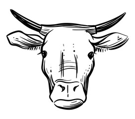 Cow head, hand drawn monochrome vector