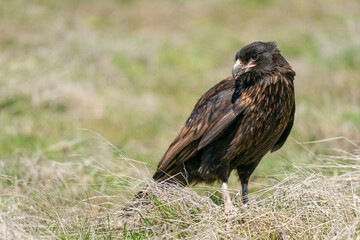 The striated caracara (Phalcoboenus australis)

