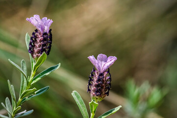Lavender Macro Photography with Selective Focus and Blurred Background in the Sardinian Countryside