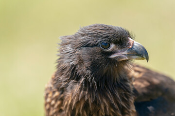 The striated caracara (Phalcoboenus australis)
