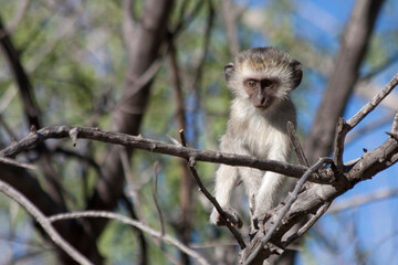 Affe