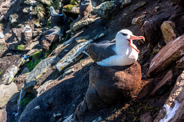 The black-browed albatross (Thalassarche melanophris)