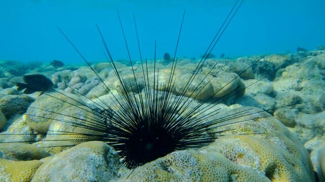 Closeup of Sea Urchin on the coral reef with blue water on background. Black Longspine Urchin or Long-spine sea urchin (Diadema setosum) on tropical coral reef.