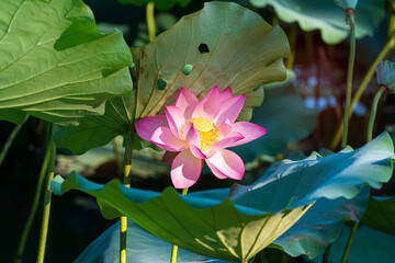 lotus flower blooming in summer pond with green leaves as background
