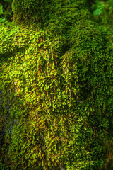 Fototapeta premium Green wet moss texture, background. Free copy space for design. Vertical image.