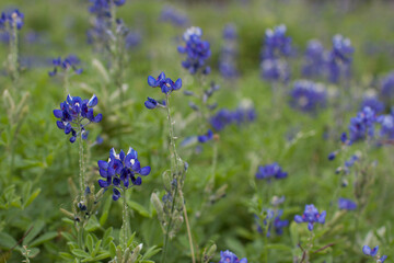 Obraz premium Bluebonnet flowers photographed in Houston, Texas, USA