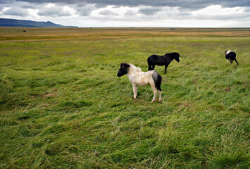 Group of white and black young Icelandic horses on a background of green grass and rainy cloudy sky. Animal theme, landscape, foals