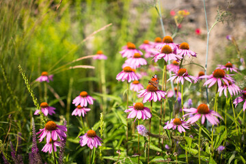 Fototapeta premium Echinacea purpurea (eastern purple coneflower, purple coneflower, hedgehog coneflower, or echinacea) with peacock butterfly or european peacock