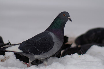 pigeons in the snow