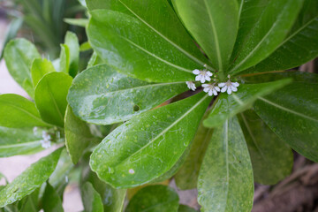 Scaevola taccada, beach cabbage, sea lettuce, beach naupaka, naupaka kahakai (Hawaiian), magoo (Divehi), merambong (Malay), bapaceda or papatjeda (Moluccan Islands), ngahu