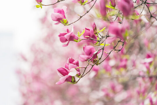Beautiful magnolia flowers in Spring garden