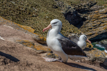 The black-browed albatross (Thalassarche melanophris)