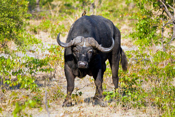 Kafernbüffel - Afrika Safari
